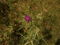 Cirsium ligulare