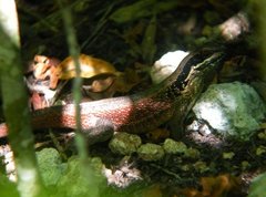Leiocephalus cubensis