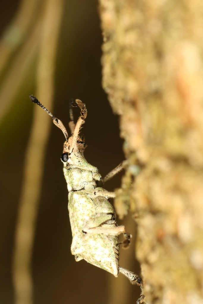 Platyomus hystricosus