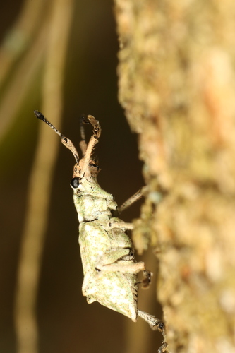 Platyomus hystricosus