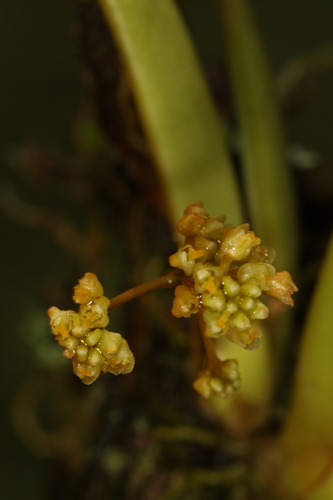 Trizeuxis falcata, photograph 6