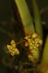 Trizeuxis falcata, photograph (c) Bruno Henrique Aranda, some rights reserved (CC BY)
