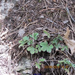 Alchemilla saxatilis