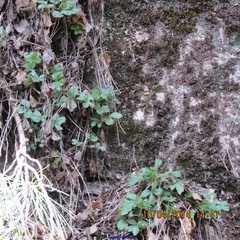 Alchemilla saxatilis