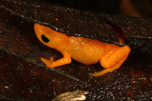Brachycephalus rotenbergae