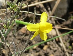 Narcissus assoanus