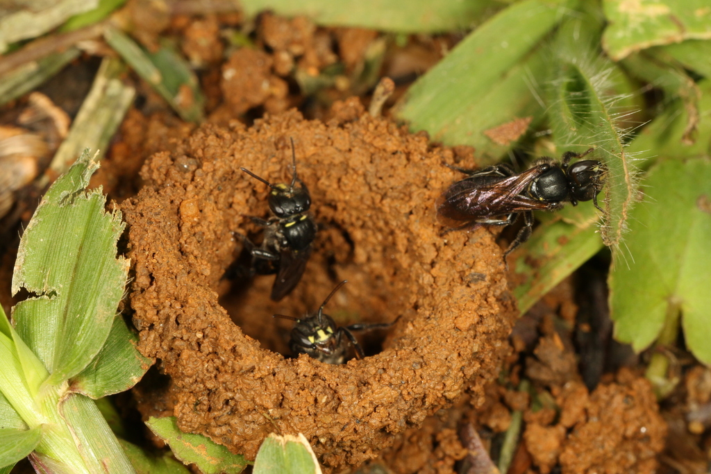 Four-spotted Stingless Bee