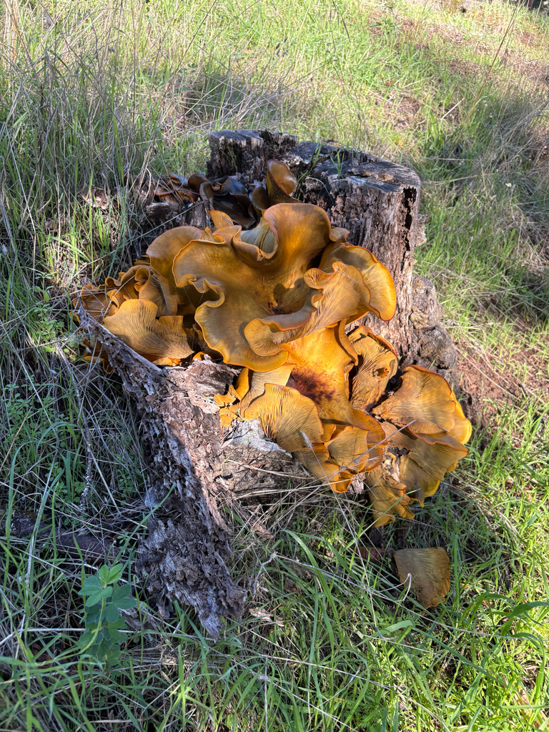 Omphalotus olivascens · November 2025 · photo: © radrat (iNaturalist, cc0)