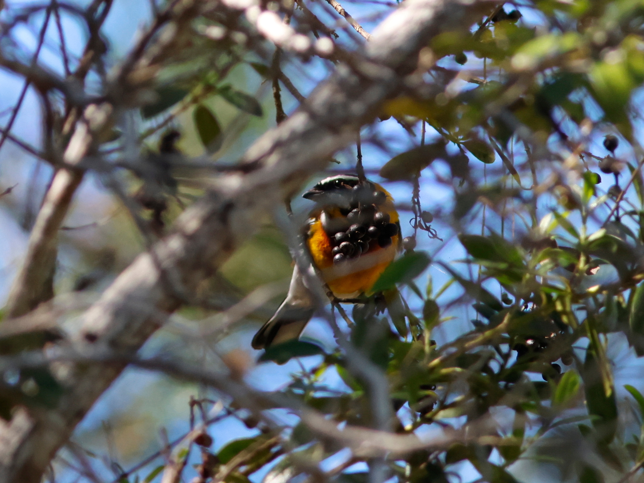 Hispaniolan Spindalis (Spindalis dominicensis), photo 5