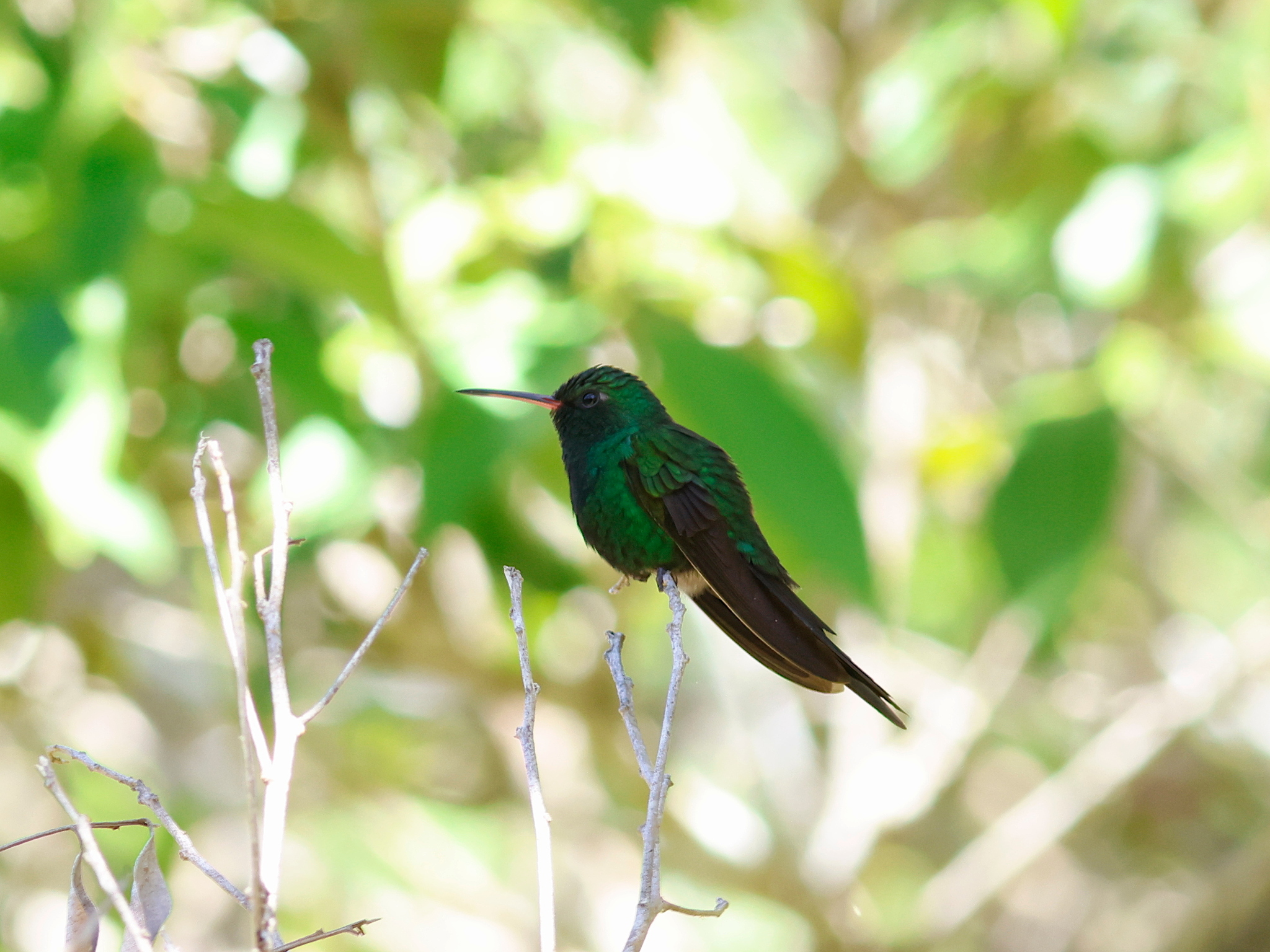 Hispaniolan Emerald (Riccordia swainsonii), photo 8