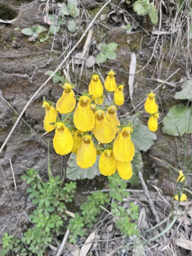 Calceolaria crenatiflora, photograph 3