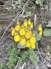 Calceolaria crenatiflora, photograph (c) Pablo Silva, some rights reserved (CC BY)