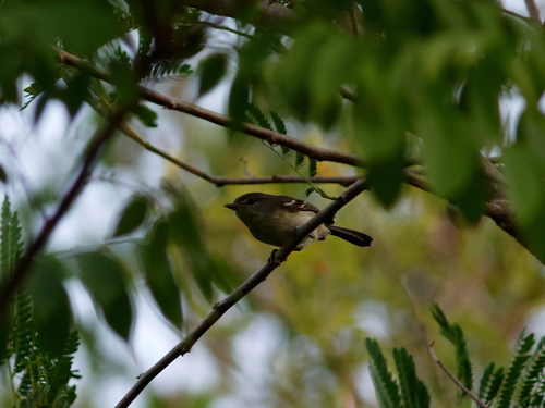 Flat-billed Vireo (Vireo nanus), photo 6