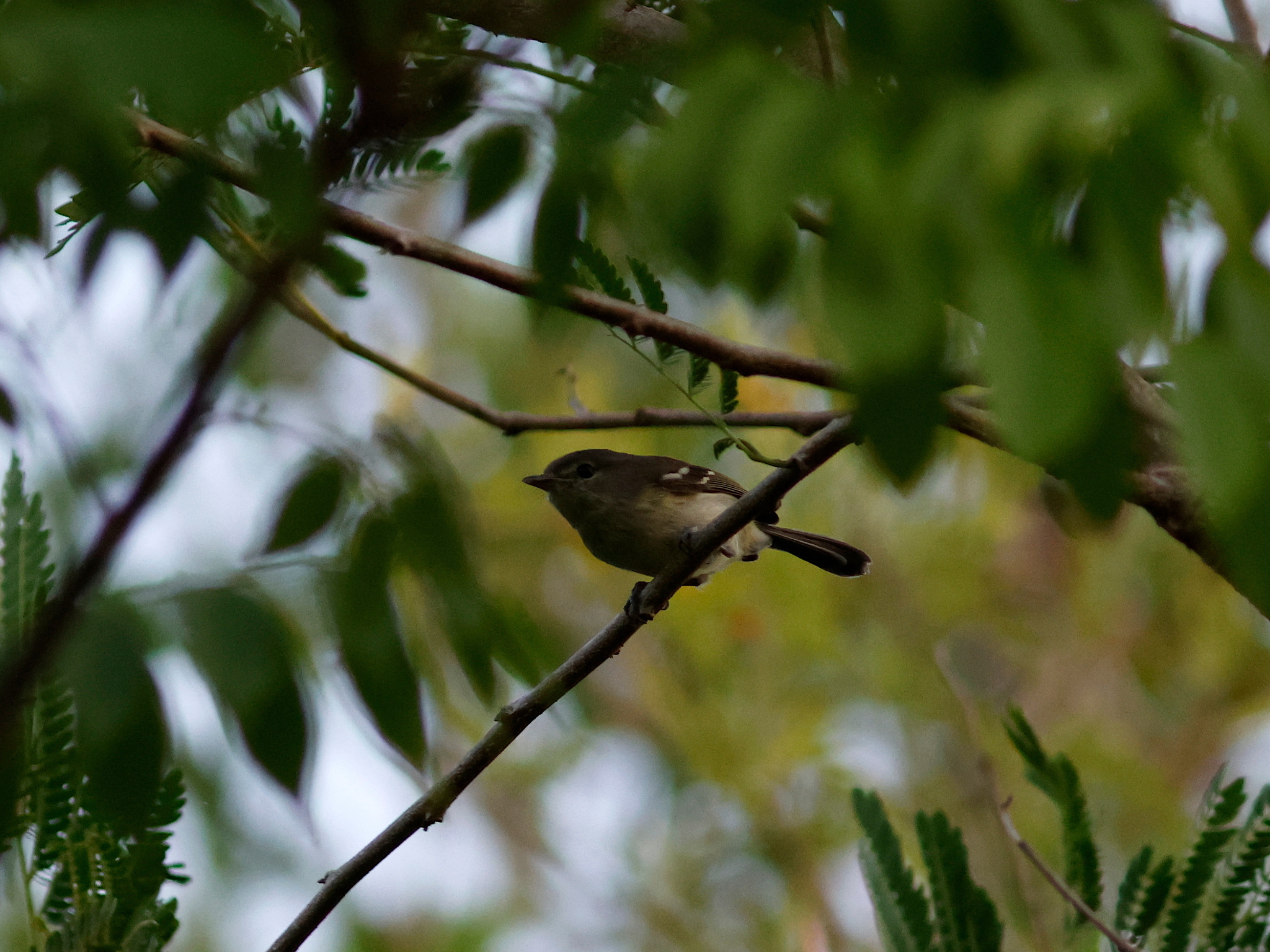 Flat-billed Vireo (Vireo nanus), photo 6