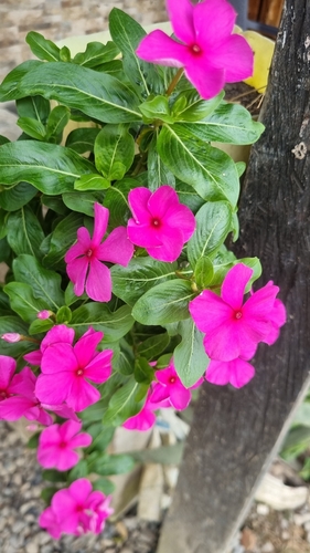 Madagascar Periwinkle