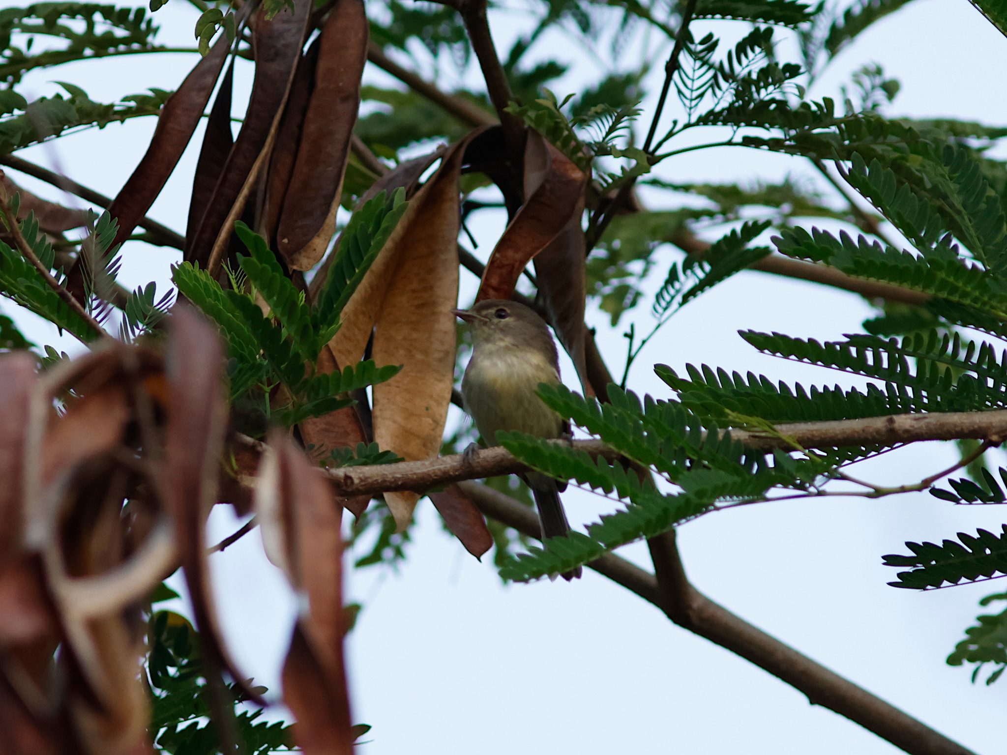 Flat-billed Vireo (Vireo nanus), photo 7