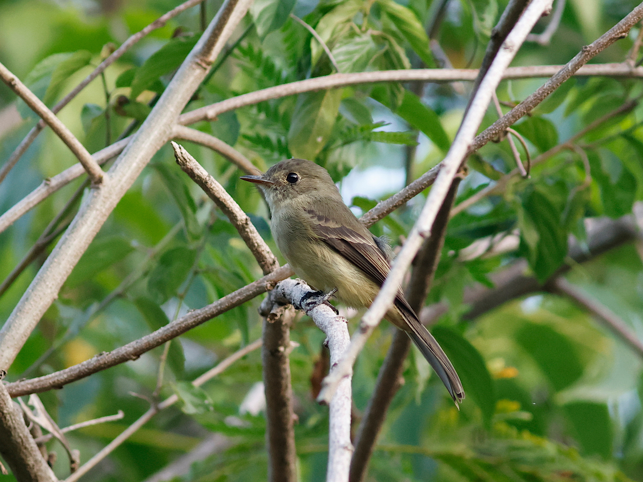 Hispaniolan Pewee (Contopus hispaniolensis), photo 8
