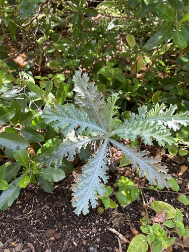 Argemone glauca observed 2025-11-09