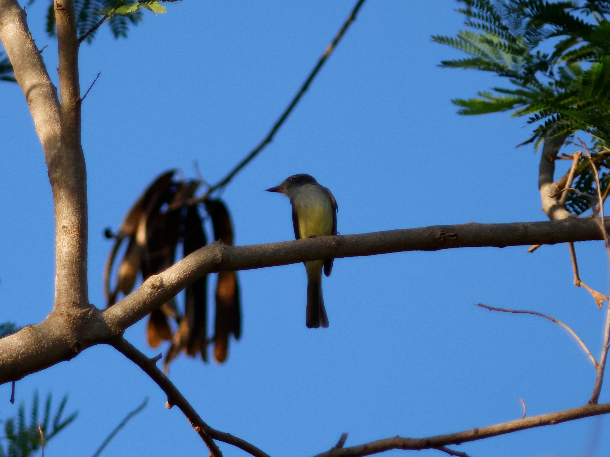Stolid Flycatcher (Myiarchus stolidus), photo 9