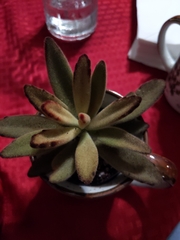 Kalanchoe tomentosa