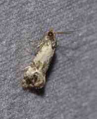 Cochylis