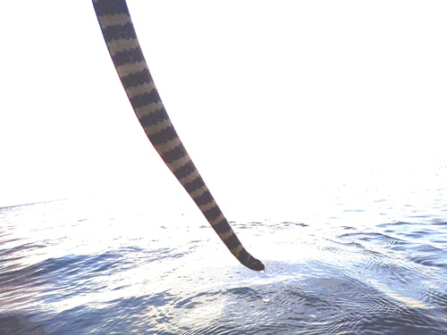 Turtlehead Sea Snake, Emydocephalus ijimae