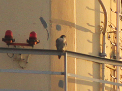 Falco peregrinus