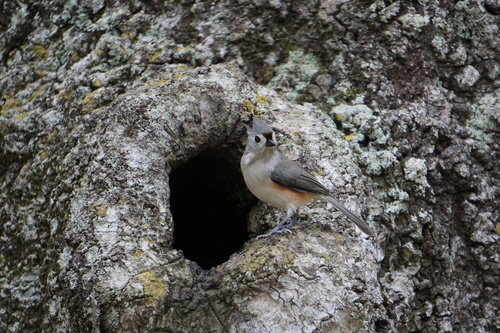 Baeolophus bicolor image
