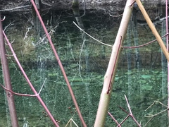 Oncorhynchus kisutch