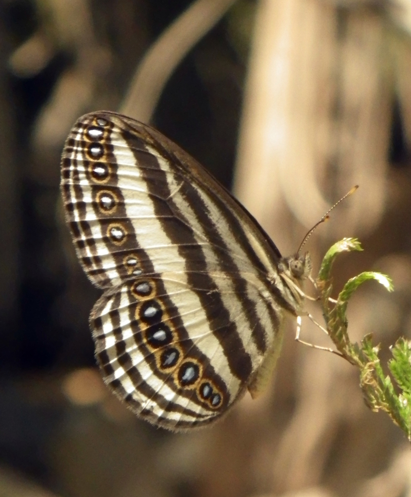 Striped Ringlet