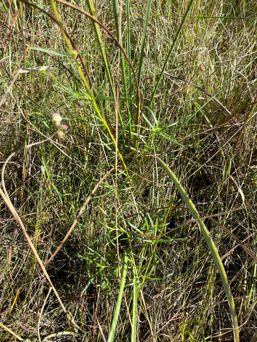 Spermacoce neoterminalis, photograph 4