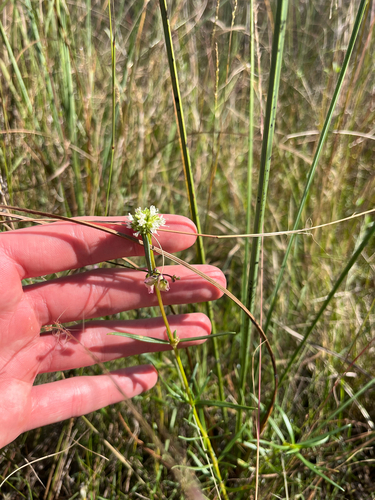 Everglades Key False Buttonweed (Spermacoce neoterminalis)