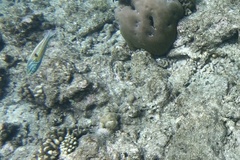 Thalassoma quinquevittatum