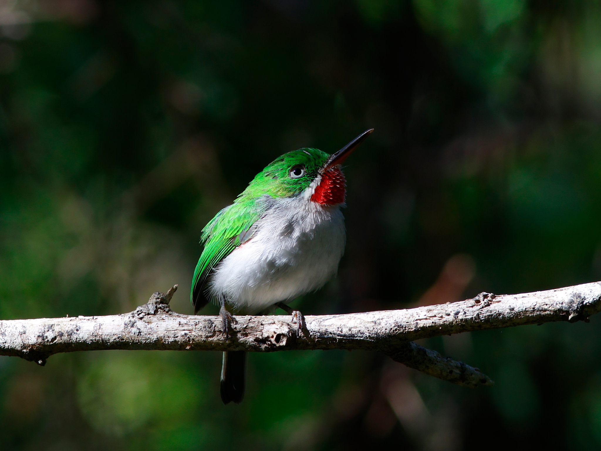 Narrow-billed Tody (Todus angustirostris), photo 8