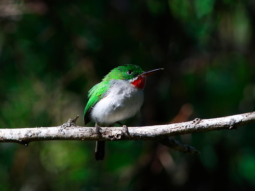 Narrow-billed Tody (Todus angustirostris), photo 7