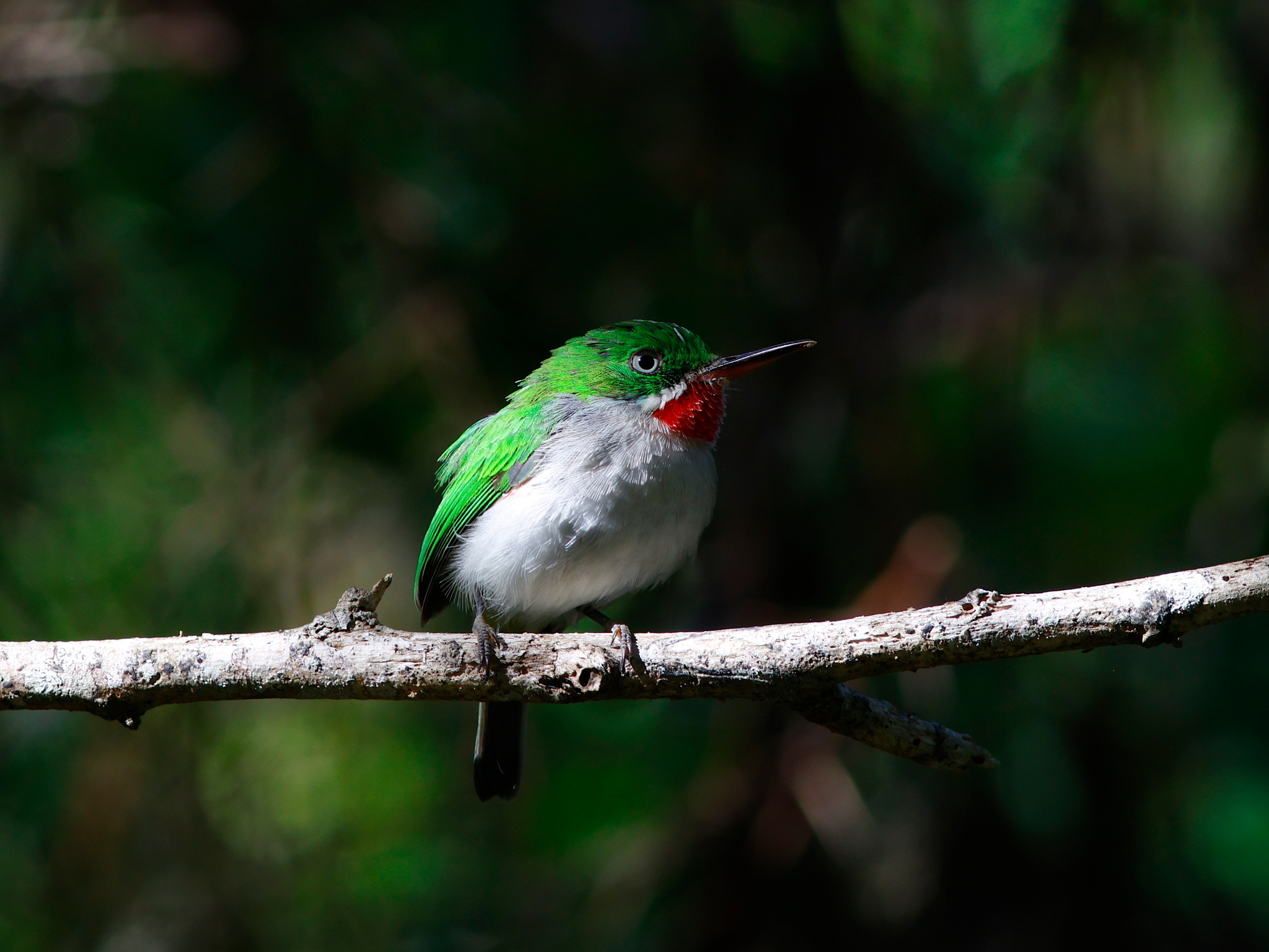 Narrow-billed Tody (Todus angustirostris), photo 9
