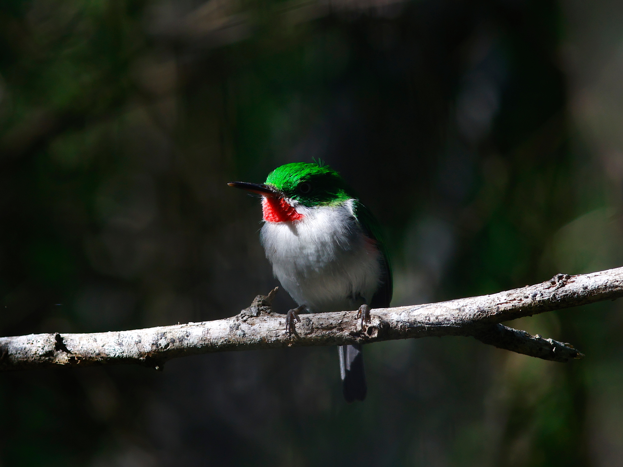 Narrow-billed Tody (Todus angustirostris), photo 10