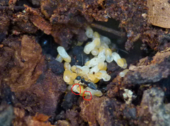 Technomyrmex difficilis
