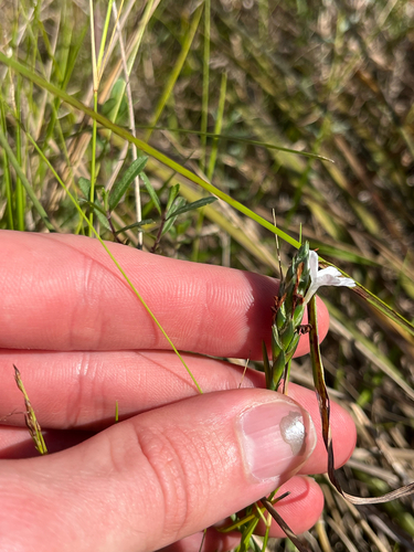 Carolina scalystem (Elytraria caroliniensis)