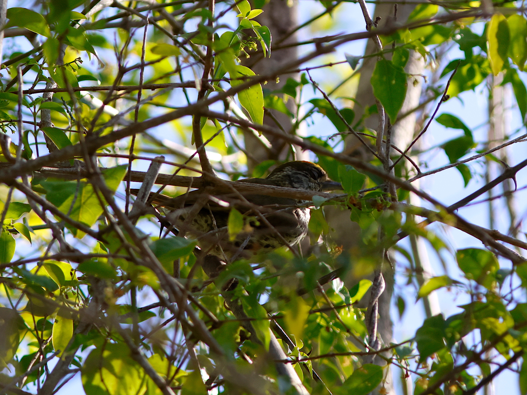 Antillean Piculet (Nesoctites micromegas), photo 3