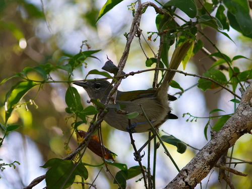 Green-tailed Warbler (Microligea palustris), photo 5