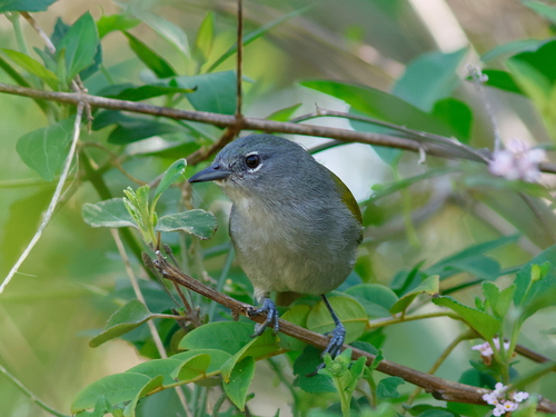 Green-tailed Warbler (Microligea palustris), photo 4