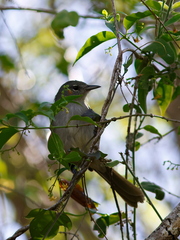 Green-Tailed Warbler photo 2