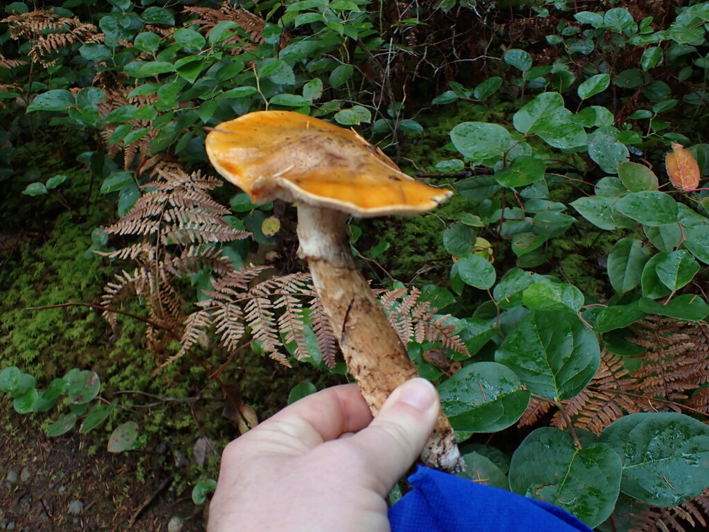 Tricholoma focale · November 2025 · photo: © rambryum (iNaturalist, cc0)