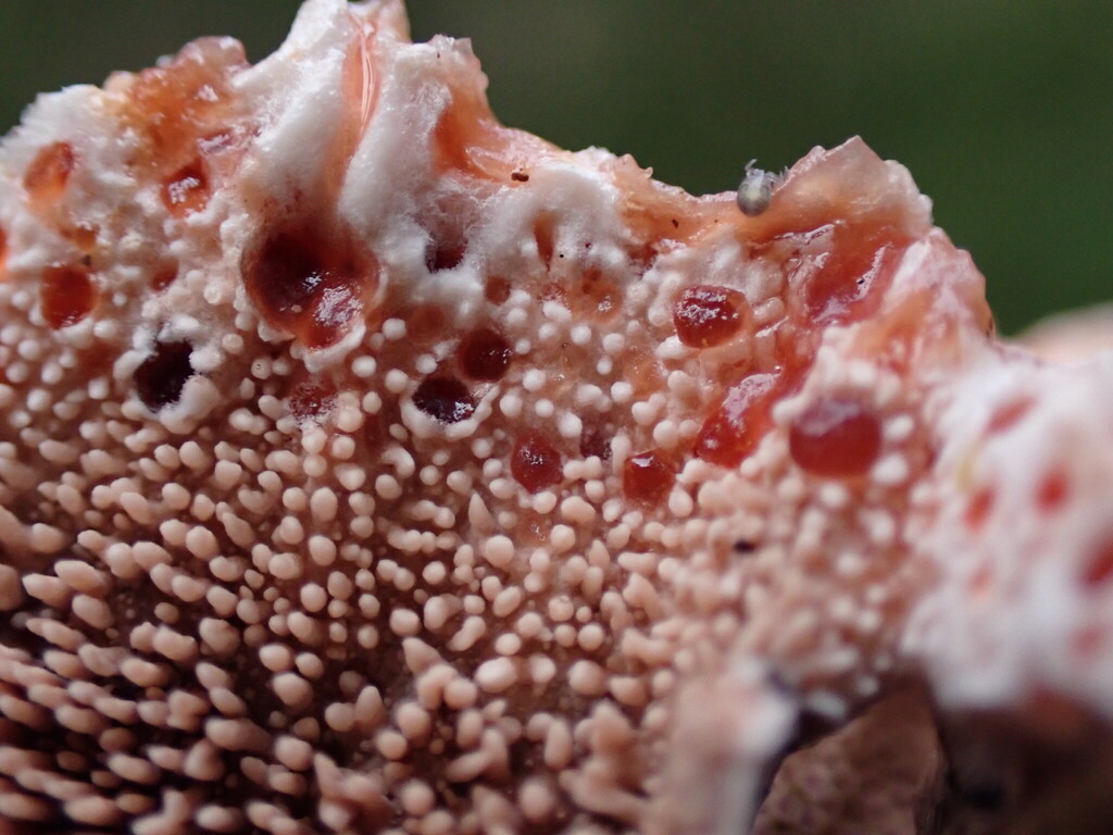 Hydnellum peckii · November 2025 · photo: © rambryum (iNaturalist, cc0)