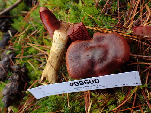 Cortinarius purpureus — no rights reserved
