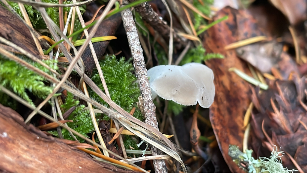 Pseudohydnum gelatinosum · November 2025 · photo: © corvi (iNaturalist, cc-by)