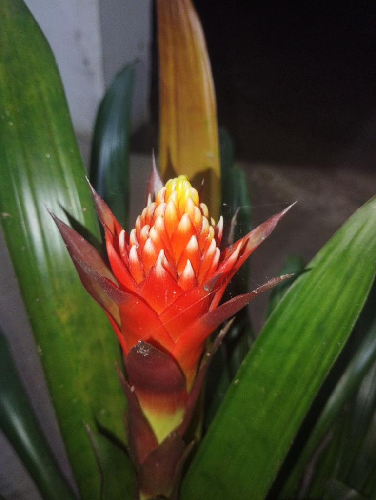 Phát lộc hoa – Guzmania conifera