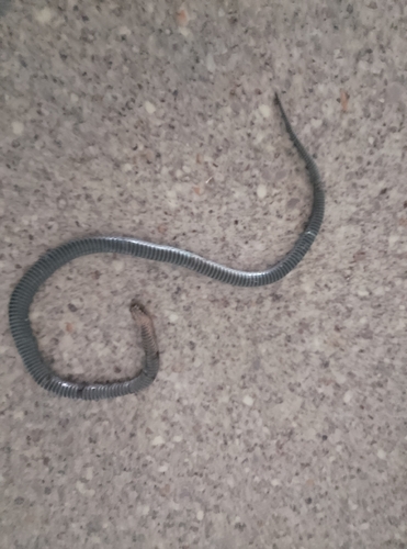 White-crowned Snake sighting