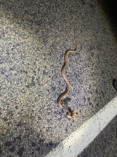 Brown Tree Snake sighting